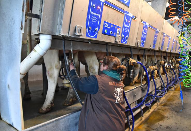 Depuis fin octobre, Aurore Neau a retrouvé le plaisir de la traite grâce à sa  nouvelle salle de traite, composée de deux quais de 16 postes et un plancher mobile. ©B.R